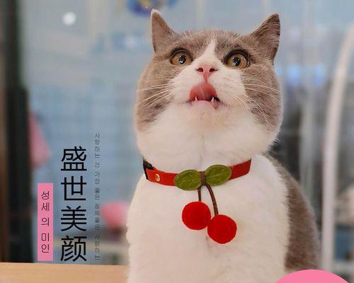 宠物小奶猫的拉屎是否正常(以拉屎频率)