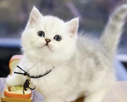 银色英短耳猫的完美毛色(以宠物为主)
