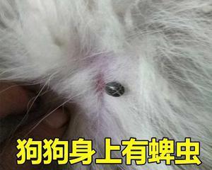 如何判断宠物狗是否感染寄生虫(从便便、身体状态和行为习惯入手)