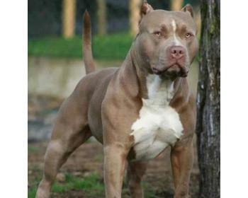 如何挑选一只优秀的比特犬(从宠物品质到健康状况)