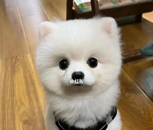 博美幼犬吃多呕吐应对方案(以宠物为主)