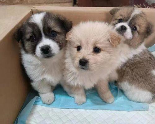 如何防止博美幼犬到处乱咬(宠物教育的重要性)