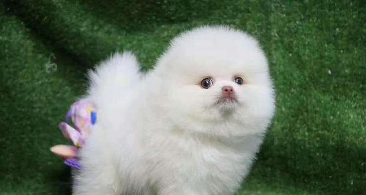 如何训练你的博美幼犬(打造快乐而有礼貌的宠物狗)