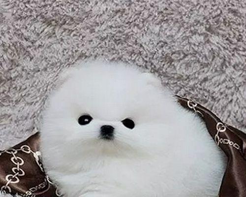 揭秘博美幼犬的售价(一斤多少钱)