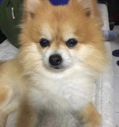 为什么博美幼犬会发抖（是因为冷还是害怕）