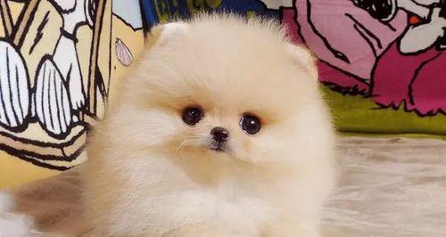博美幼犬的叫声为何会卡住(探究博美幼犬叫声异常的原因及解决方法)