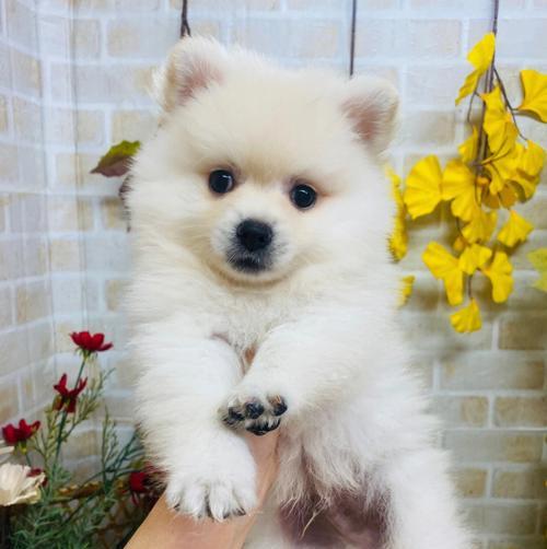 博美幼犬拉屎有点软（宠物犬拉稀的原因和解决方法）