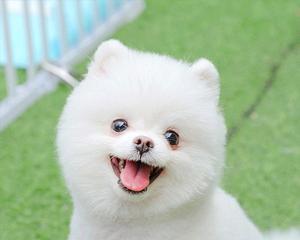 揭秘博美幼犬干呕的原因（解读博美幼犬干呕背后的健康问题）