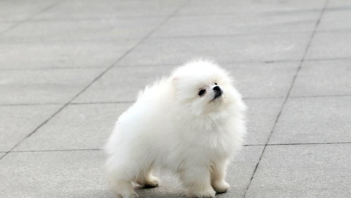 银灰色的博美幼犬——迷人的小家伙（以宠物为主的生活情趣）