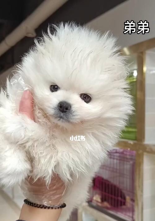 如何正确喂养博美幼犬的喝水问题(了解博美幼犬的饮水需求)