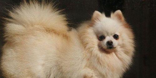 博美幼犬为什么会生病（了解博美幼犬的健康问题及预防措施）