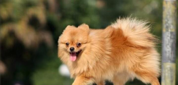 如何解决宠物博美幼犬的便秘问题(教你掌握正确的喂养方法)