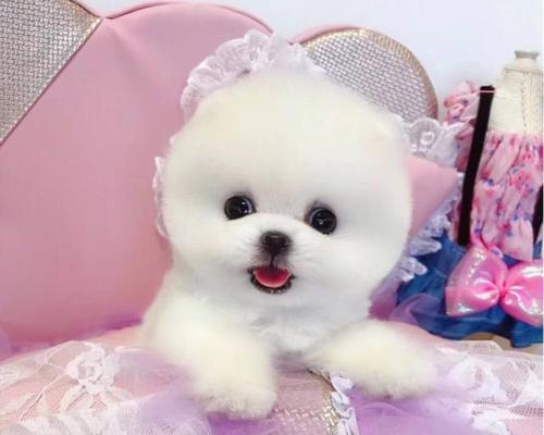 探讨博美幼犬疝气的成因和防治方法(宠物的健康需我们的呵护)