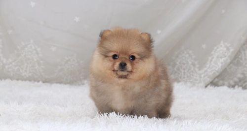 让博美幼犬安心过冬(宠物养护必备)