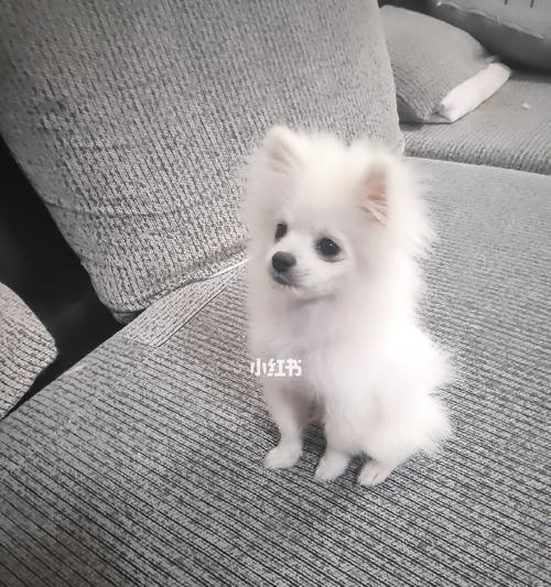 以博美只能吃狗粮吗（一起了解博美的营养需求及食物选择）