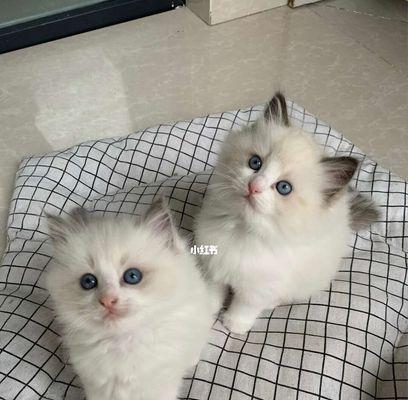 选购适合布偶猫的猫粮(以宠物为主)