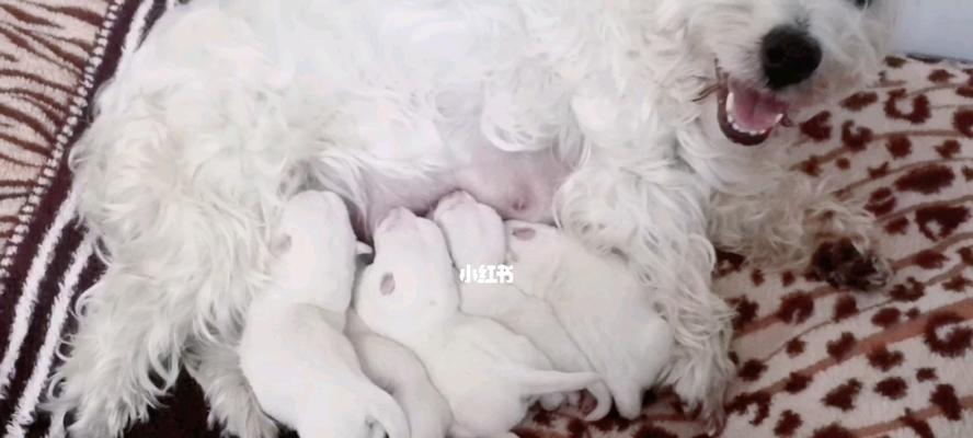 产后的狗狗能否喝牛奶?