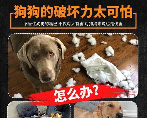 为什么狗会经常叫(探究狗叫声背后的原因与解决方法)