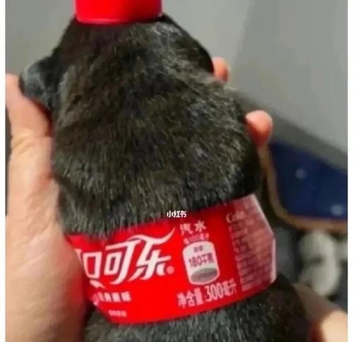 狗皮肤出现红色硬疙瘩是怎么回事(宠物主人必知)