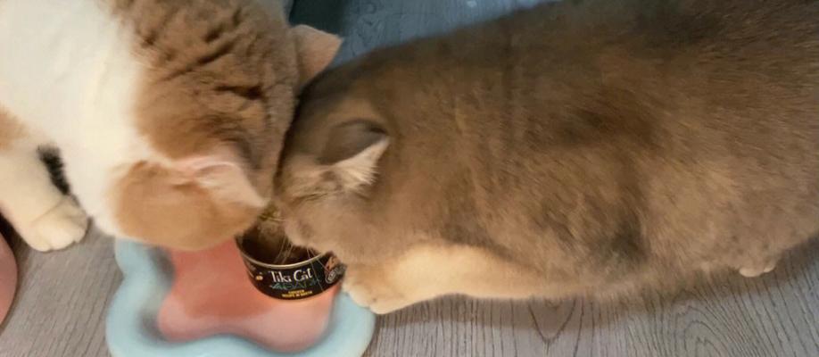 狗舔小猫(以宠物为主)