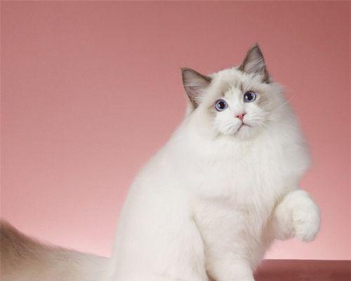 探秘海双布偶猫的黑鼻头(以宠物为主)