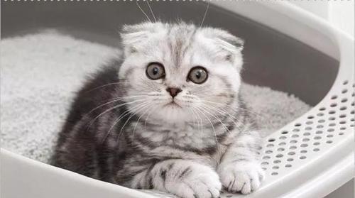宠物猫咪生产前的症状(如何辨别猫咪生产前的迹象)