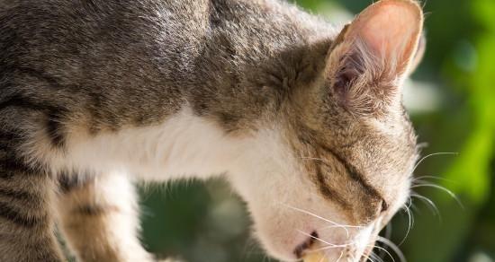 宠物猫生化检测详解(了解宠物猫的健康状态)