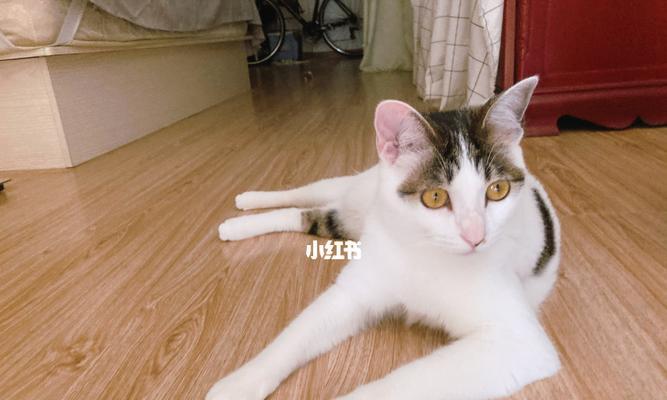 揭秘猫咪生理期(宠物爱好者必看)