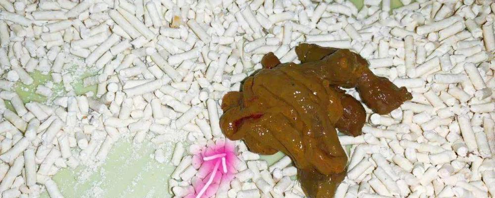 如何判断猫咪的排便是否正常(猫咪的大便应该是什么颜色、质地和气味)