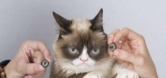 猫咪如何识别主人(揭秘猫咪的认知能力及亲密行为)