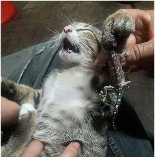 猫咪手指的威力（从抓地到咬手指）