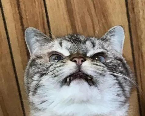 猫咪受惊后的症状剖析(了解猫咪受惊的表现)