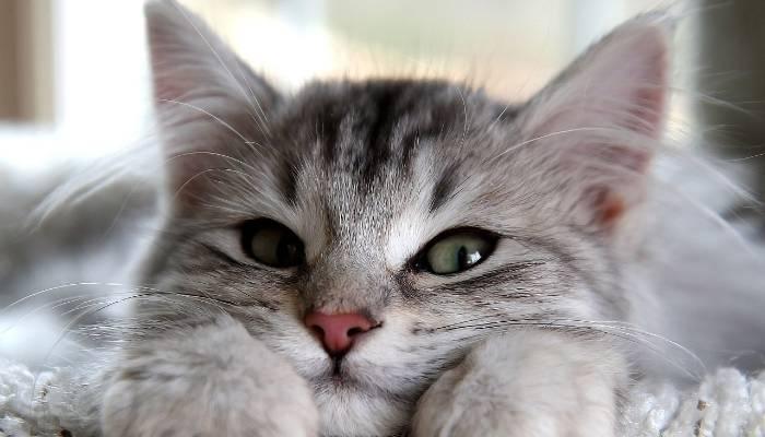 如何缓解宠物猫的惊恐情绪并让它们重新感到安心(如何缓解宠物猫的惊恐情绪并让它们重新感到安心)