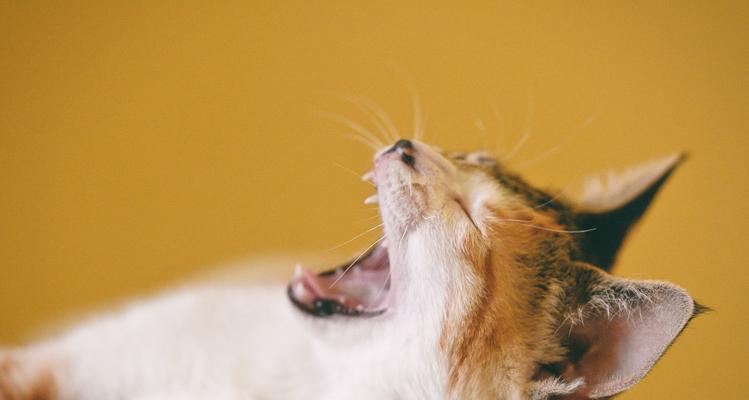 猫咪摔伤后的喷嚏危机(一只可怜的宠物的喷嚏与喷血之谜)