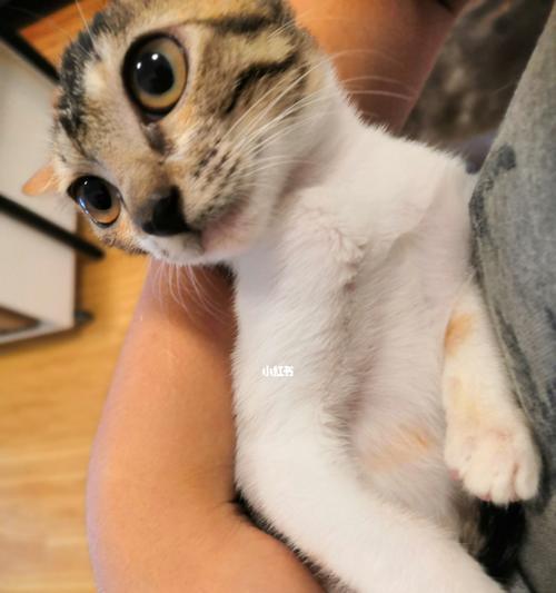 猫咪真的是无条件的爱吗(探究猫咪抱抱咕噜咕噜的真相与内涵)