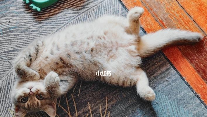 揭秘猫咪睡觉抱着后腿的原因（探究宠物猫咪睡姿的奥秘）