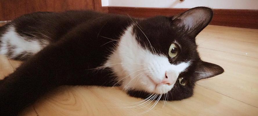 猫咪睡觉的呼吸变化(探秘猫咪呼吸快慢的奥秘)
