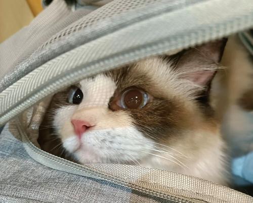 夏天来了,猫咪也需要防暑降温(了解猫咪太热的反应和应对方法)