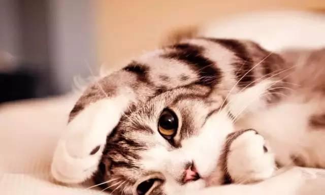 「探究宠物猫讨厌主人的真相」(「了解猫咪不满的表现和原因」)