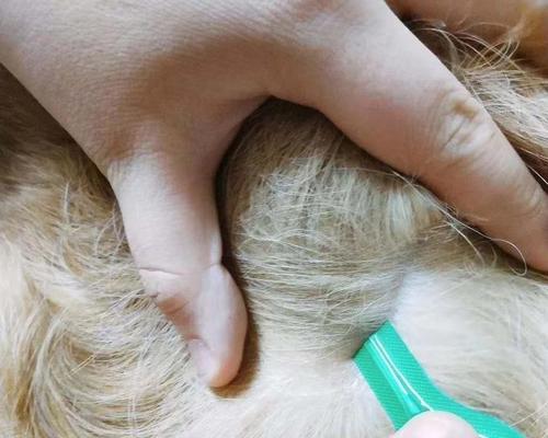 掌握正确的猫咪体外驱虫方法,保护你的宠物健康(使用辉瑞正确驱虫)