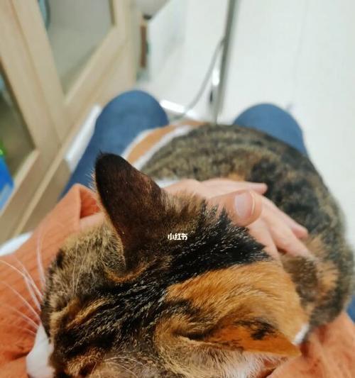 猫咪体温该如何掌握(正常体温是多少)