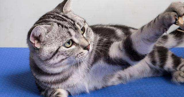猫咪为什么看上去瘦了(探寻猫咪身体状态变化的原因及解决方法)