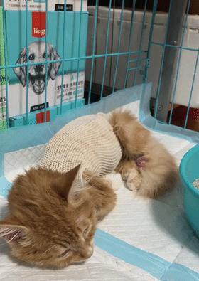 宠物猫喝了酒怎么办（处理方法和预防措施）