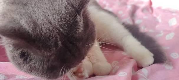 猫咪的舔毛习惯(揭秘猫咪舔毛一边舔一边咬的原因及影响)
