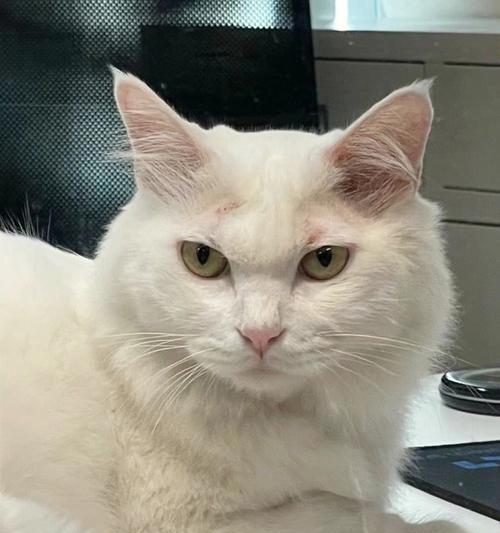 猫咪舔头发的真相(探秘猫咪为什么喜欢舔头发)