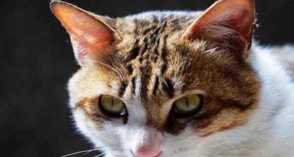 为什么我的猫咪头部毛发比较少(揭开猫咪头部毛发稀疏的原因和应对方法)