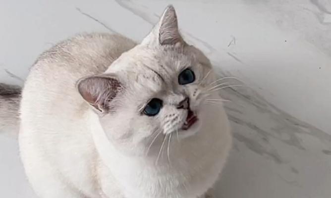 猫咪的小奶音(从行为)