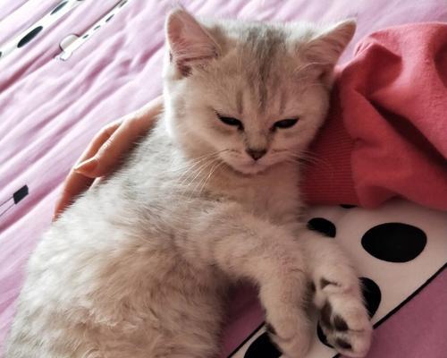 猫咪突然变得粘人,原因和应对方法剖析