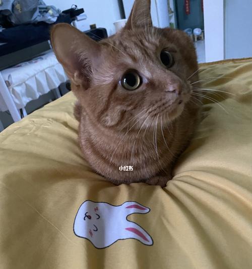猫咪不吃东西（宠物营养不良）