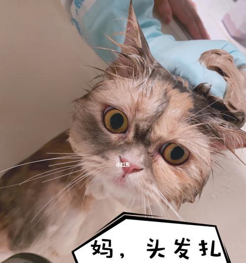 猫咪突然攻击人头发(如何应对猫咪攻击人头发的问题)